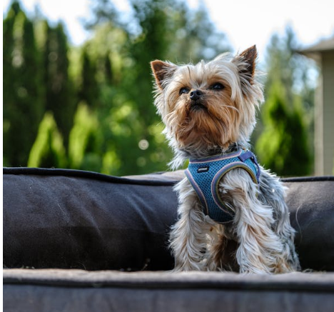 Pet-Outdoor-Supplies ๐ข๐ฑ๐ธ๐น๐ต๐ฎ๐ฌ๐