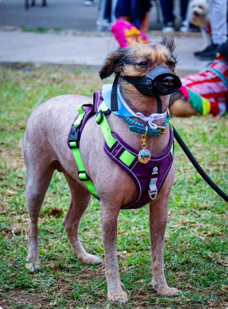 Pet-Collars-Harnesses-Accessories ๐ข๐ฑ๐ธ๐น๐ต๐ฎ๐ฌ๐