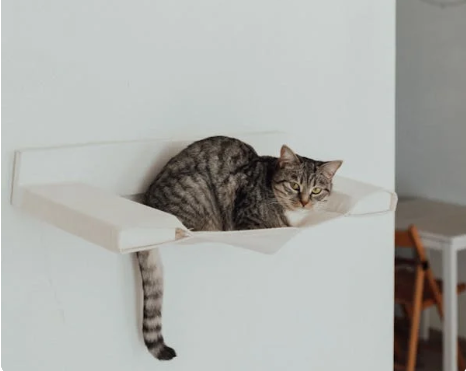 Pet-Furnitures ๐ข๐ฑ๐ธ๐น๐ต๐ฎ๐ฌ๐