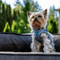 Pet Outdoor Supplies