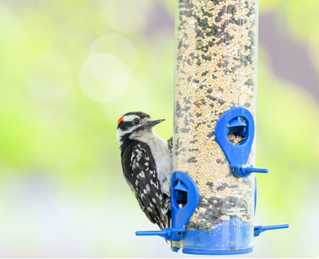 Bird-Supplies 𝓢𝓱𝓸𝓹𝓵𝓮𝓬𝔂