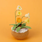5 Orange Lily