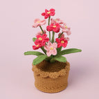 12 Pink Myosotis Sylvatica
