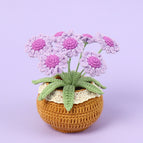 6 Purple Little Daisy
