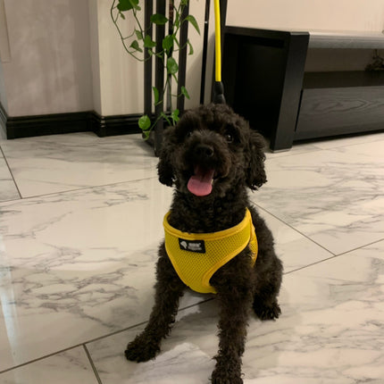 Dog leash dog leash dog collar - 𝓢𝓱𝓸𝓹𝓵𝓮𝓬𝔂