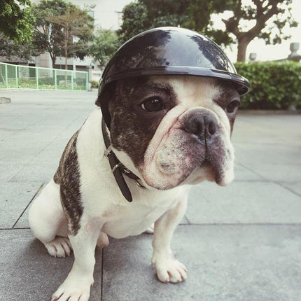 Pet toy helmet - 𝓢𝓱𝓸𝓹𝓵𝓮𝓬𝔂
