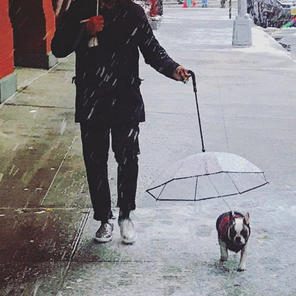 Dog's Transparent Umbrella With Traction Chain Removable Umbrella Pet Products - 𝓢𝓱𝓸𝓹𝓵𝓮𝓬𝔂