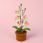 Phalaenopsis Potted Pink