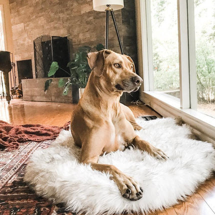 Pet dog plush mat beige mat pet dog rest - 𝓢𝓱𝓸𝓹𝓵𝓮𝓬𝔂