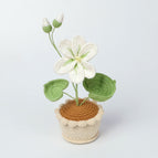 White Paulownia