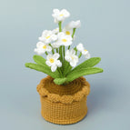 12 White Myosotis Sylvatica