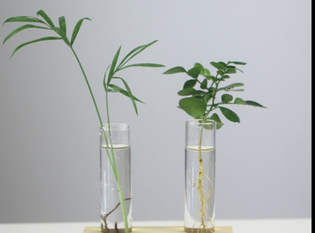 Creative Wooden Glass Bottle Plant Vase - 𝓢𝓱𝓸𝓹𝓵𝓮𝓬𝔂