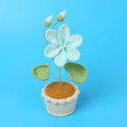 Blue Paulownia