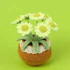 6 Green Little Daisy