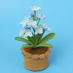 12 Blue Myosotis Sylvatica