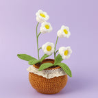 5 White Lily