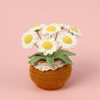 6 White Little Daisy
