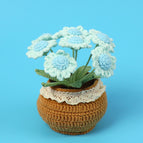 6 Blue Little Daisy