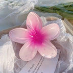 2 Pink Plumeria Rubra 8cm