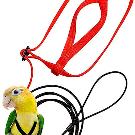 Parrot Flying With Flying Rope And Bird Harness - 𝓢𝓱𝓸𝓹𝓵𝓮𝓬𝔂
