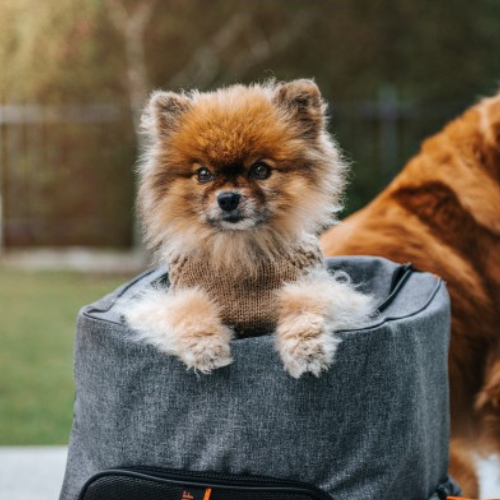 NufNuf Pet Carrier BackPack