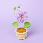 Purple Paulownia