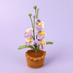 Phalaenopsis Potted Purple
