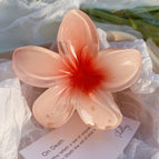 3 Red Plumeria Rubra 8cm