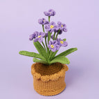 12 Purple Myosotis Sylvatica